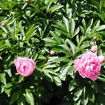 Mit Kleinem Garten Διαμέρισμα