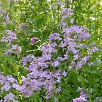 Apartament Mit Kleinem Garten *