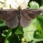 Mit Kleinem Garten * Sonnenbühl