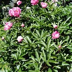 Mit Kleinem Garten Apartament *