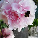 Mit Kleinem Garten Διαμέρισμα *