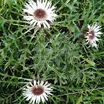 Mit Kleinem Garten Sonnenbühl