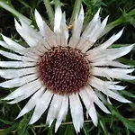 Mit Kleinem Garten *