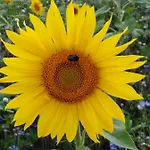 Mit Kleinem Garten