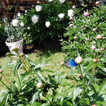 Διαμέρισμα Mit Kleinem Garten