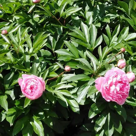 Mit Kleinem Garten דירה