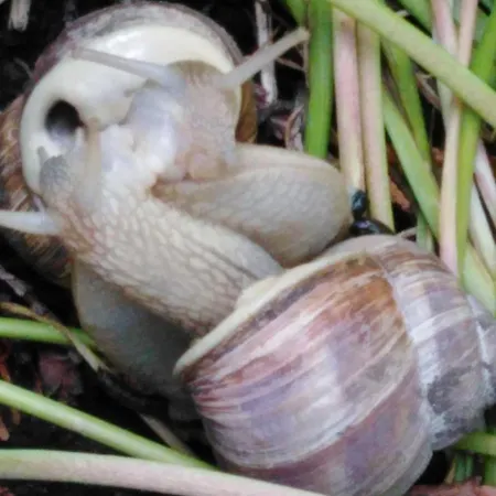 Mit Kleinem Garten *