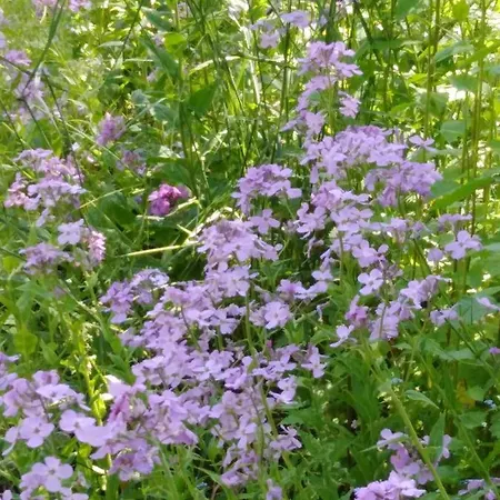 דירה Mit Kleinem Garten *
