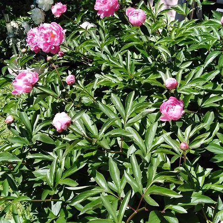 Mit Kleinem Garten Apartment *