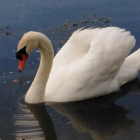 Mit Kleinem Garten Apartment