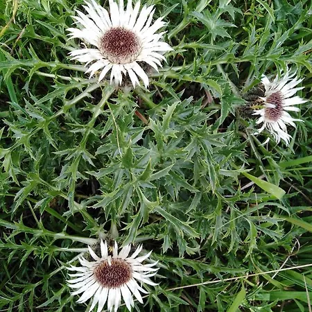 Mit Kleinem Garten Sonnenbühl