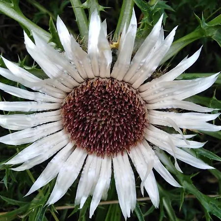 Mit Kleinem Garten *