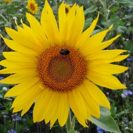 Mit Kleinem Garten