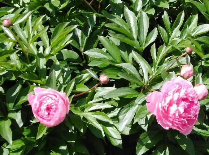 Mit Kleinem Garten Apartment