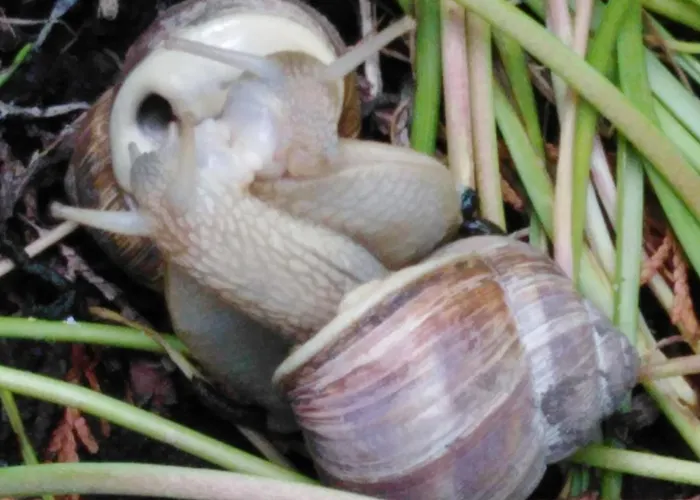 Mit Kleinem Garten *