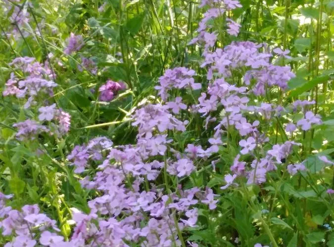 아파트 Mit Kleinem Garten *