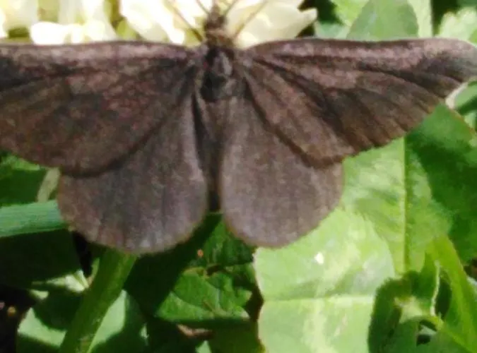 Mit Kleinem Garten * 소넨불
