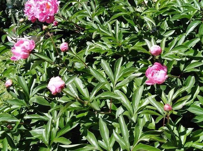 Mit Kleinem Garten Apartamento *