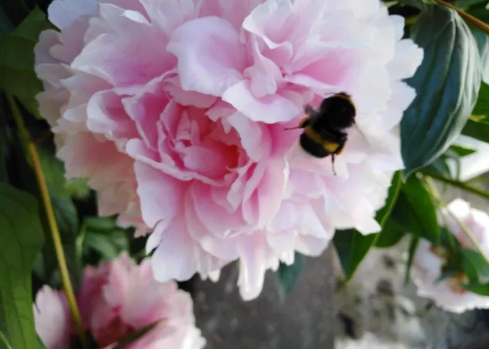 Mit Kleinem Garten 아파트 *