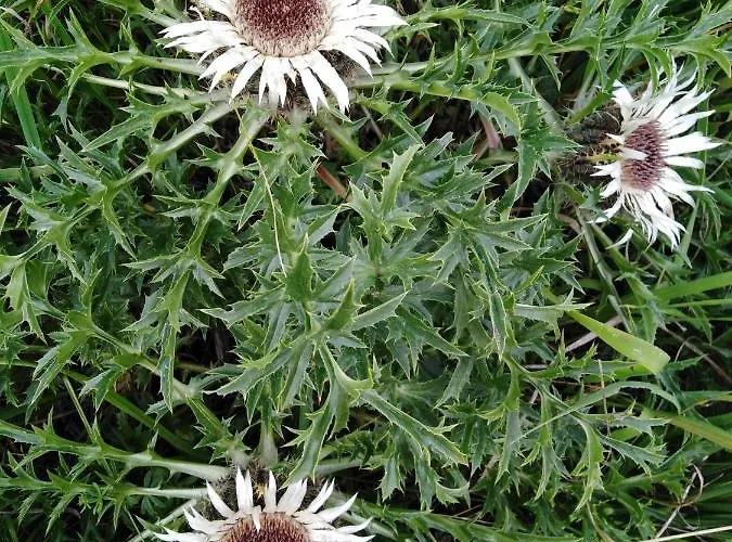 Mit Kleinem Garten Sonnenbühl
