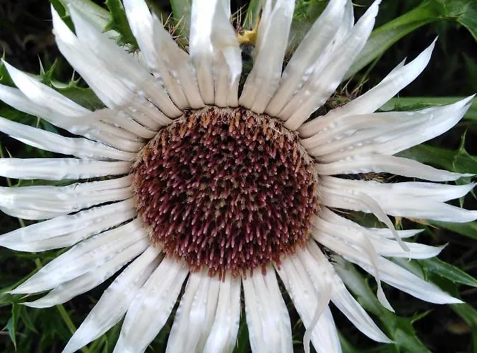 Mit Kleinem Garten *